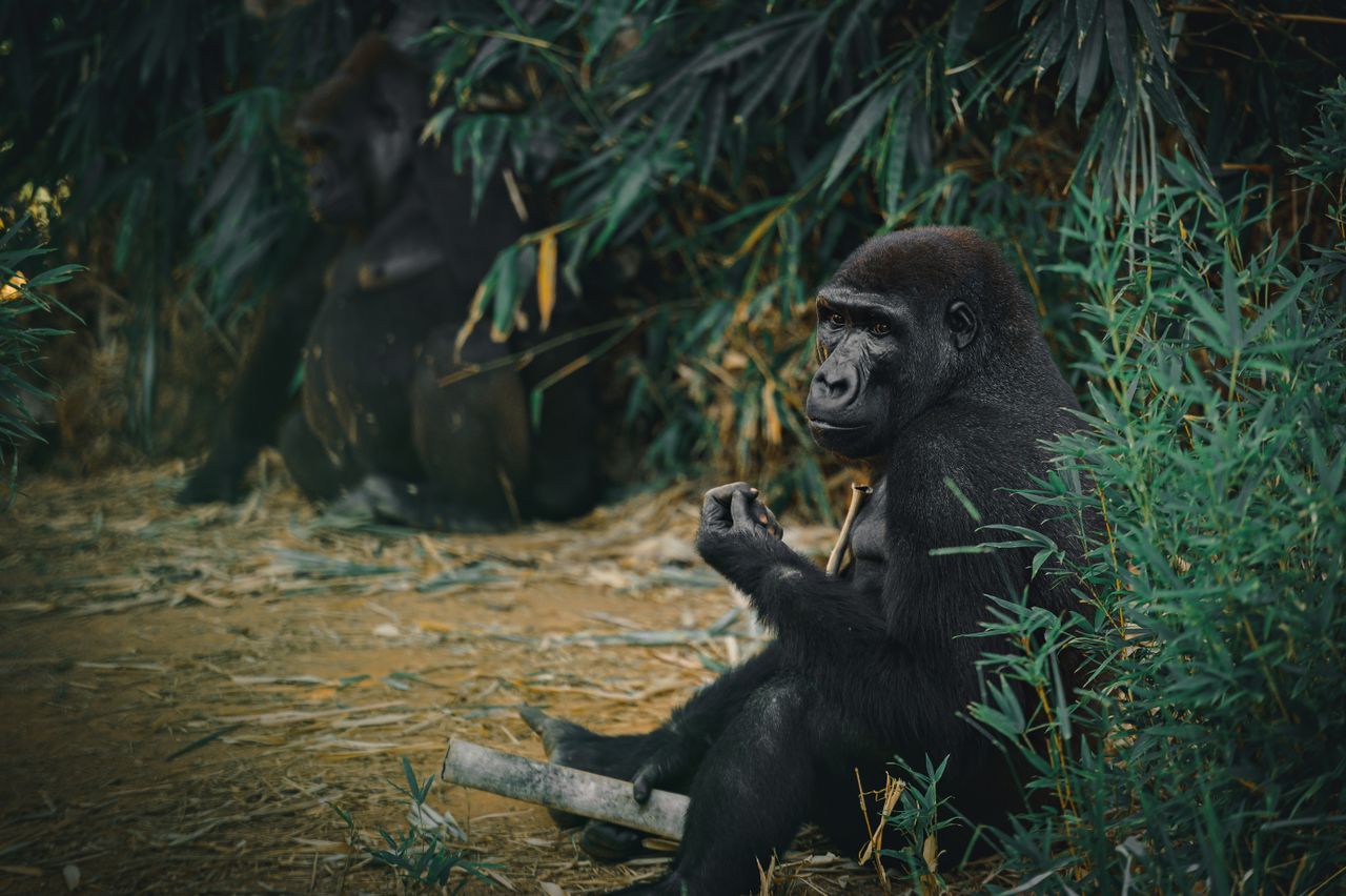 Rwanda Gorilla Trek